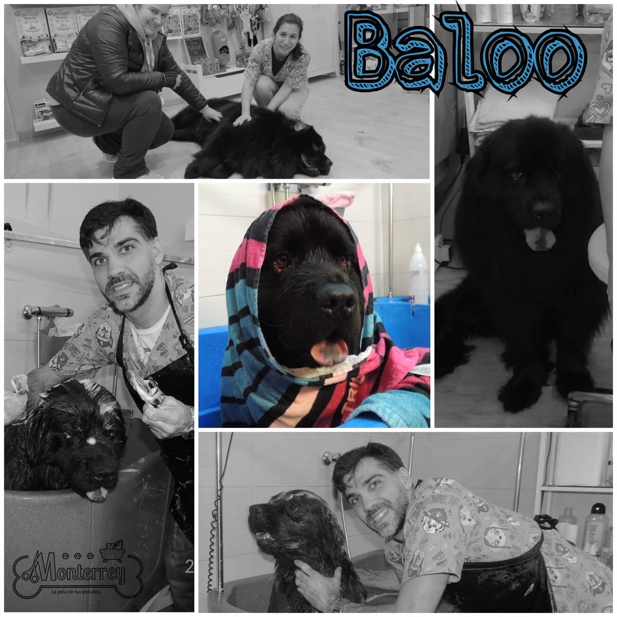Peluquería canina en Vigo