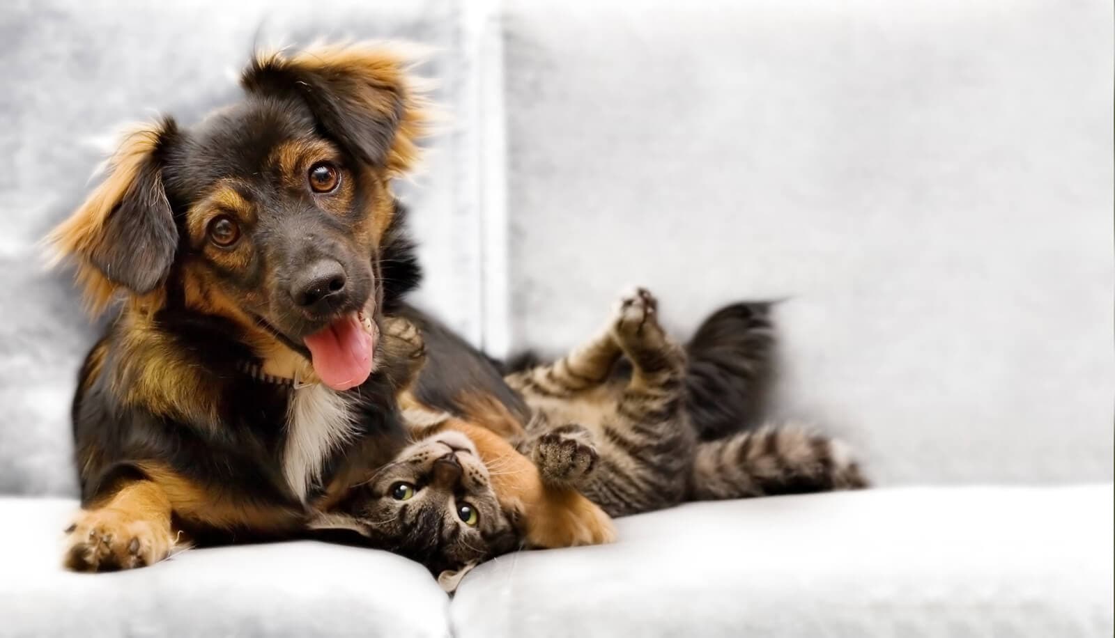 Peluquería canina en Vigo